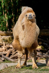 Bactrian camel (Camelus bactrianus)