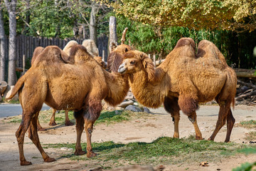 Bactrian camel (Camelus bactrianus)