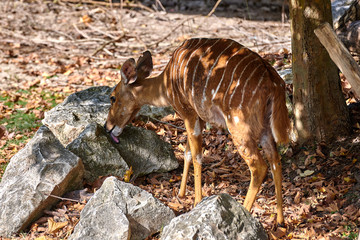 Nowland nyala(Tragelaphus angasii)