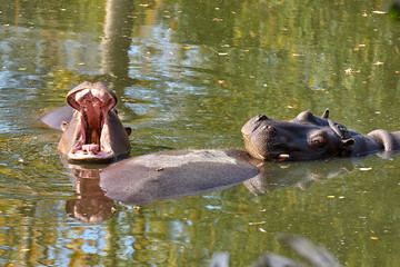 Hippopotamus (Hippopotamus amphibius) in the water