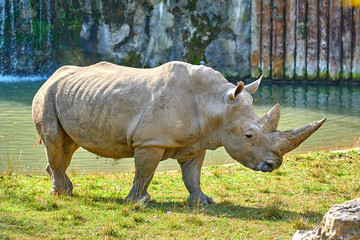 Obraz premium A white rhinoceros (Ceratotherium simum)