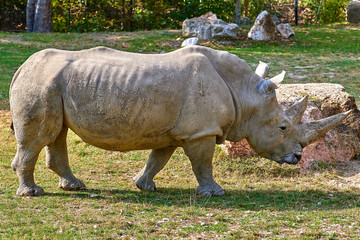 Fototapeta premium A white rhinoceros (Ceratotherium simum)
