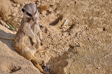Meerkat, suricate (Suricata suricatta)
