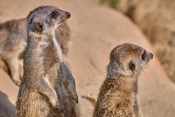 Fototapeta premium Meerkat, suricate (Suricata suricatta)
