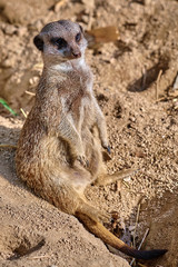 Meerkat, suricate (Suricata suricatta)