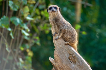 Meerkat, suricate (Suricata suricatta)