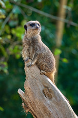 Meerkat, suricate (Suricata suricatta)