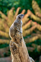 Meerkat, suricate (Suricata suricatta)