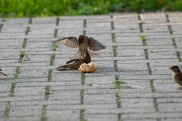 sparrows and a piece of bread