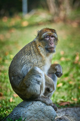 Barbary macaque,magot (Macaca sylvanus)