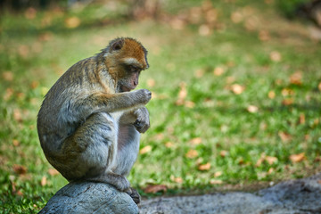 Barbary macaque,magot (Macaca sylvanus)