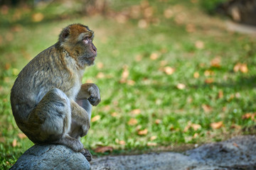Barbary macaque,magot (Macaca sylvanus)