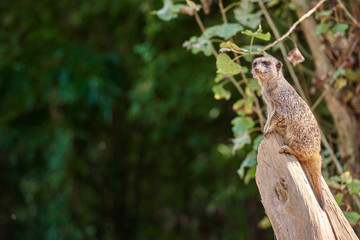 Meerkat, suricate (Suricata suricatta)