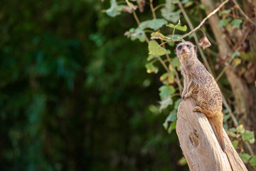 Fototapeta na wymiar Meerkat, suricate (Suricata suricatta)