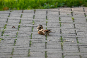 sparows and a piece of bread