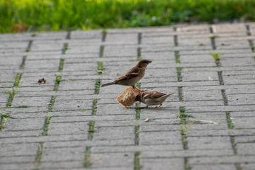 sparows and a piece of bread