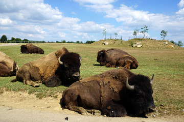 Troupeau de bisons d'Amérique