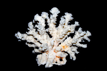 White Coral Piece Close Up on White Background
