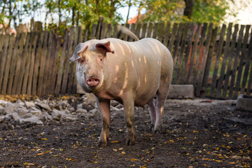 Pig in the farm