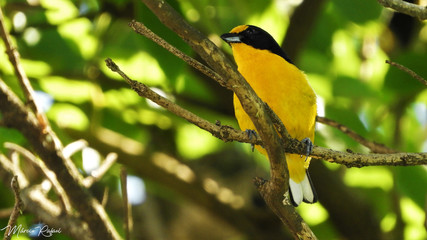 Euphonia violacea Gatamuro verdadeiro 