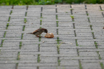 sparows and a piece of bread