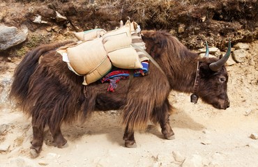Brown yak on the way to Everest base camp - Nepal