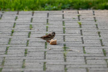 sparows and a piece of bread