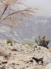 scenery with goat and dry tree while hikinhg Jebel Shams mountain, Oman, Middle East