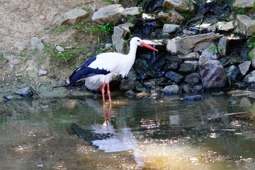 Cigogne les pattes dans l'eau