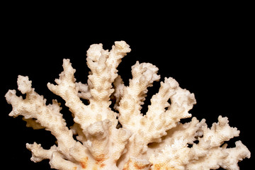White Coral Piece Close Up on White Background