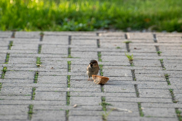 sparows and a piece of bread