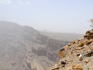 scenery with flying eagle, two goats and dry tree while hiking Jebel Shams mountain, Oman, Middle...