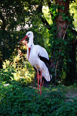 couple de Cigognes blanches