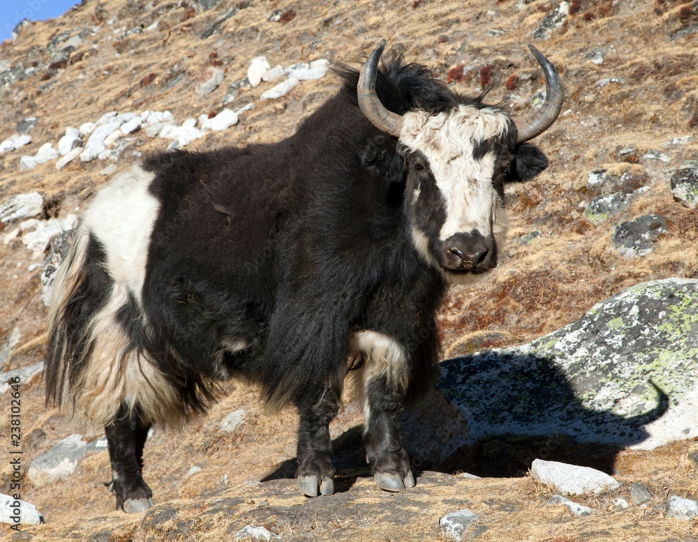 Canvas Prints Black and white yak on the way to Everest base camp