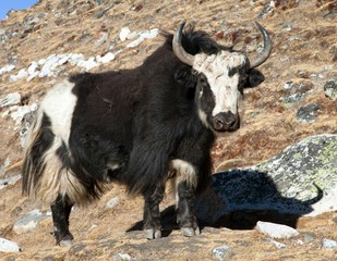 Black and white yak on the way to Everest base camp