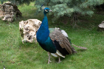 Fototapeta premium Peacock against the background of a fir-tree and a grass