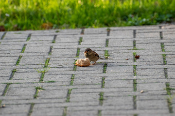 sparows and a piece of bread