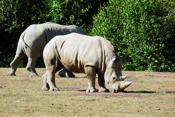 Fototapeta premium Rhinocéros en train de manger