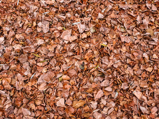Background with autumn brown leaves