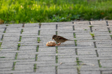 sparows and a piece of bread