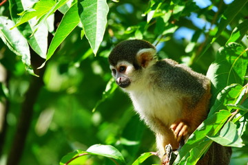 Saïmiri dans un arbre