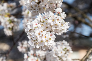 Full bloom cherry blossoms in Japan