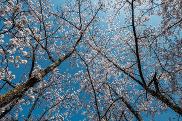 Full bloom cherry blossoms in Japan
