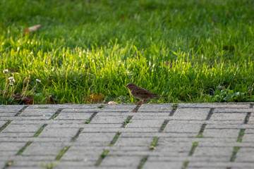 sparows and a piece of bread