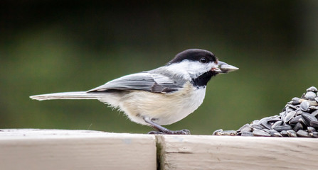 Black Capped Chickadee