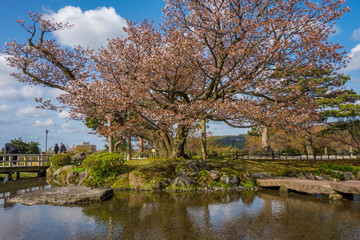 Full bloom cherry blossom in Kenrokuen Garden, Kanazawa, Japan