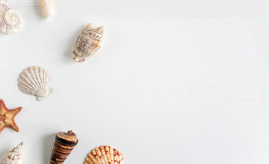 Wooden background white with shells. Frame with seashells on a white background. Sea background. Travel background