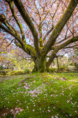 Full bloom cherry blossom in Kenrokuen Garden, Kanazawa, Japan