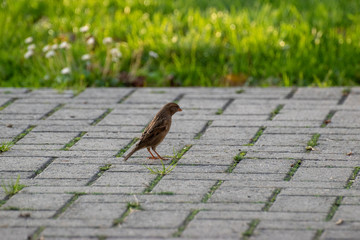 sparows and a piece of bread