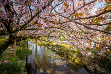 Fototapeta na wymiar Full bloom cherry blossom in Kenrokuen Garden, Kanazawa, Japan